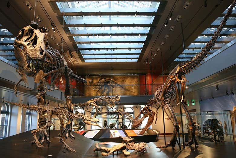 ¡Estaréis ante numerosos esqueletos de dinosaurios!