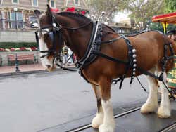Caballo en Disneyland
