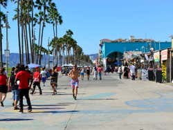 Palmeras en Venice Beach