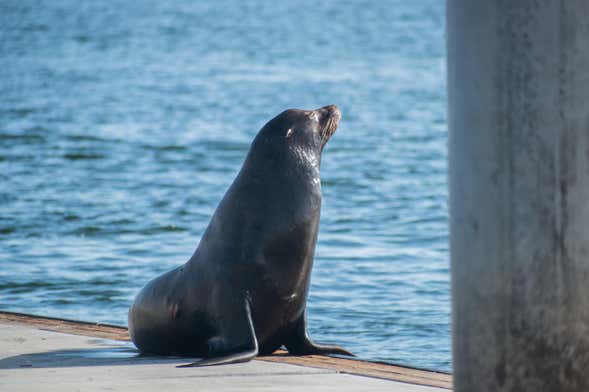 Kayak con leones marinos en Marina del Rey