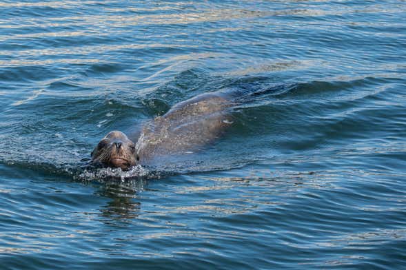 Paddle surf con leones marinos en Marina del Rey